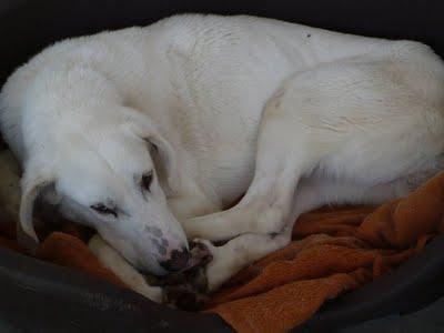 BIANCA, PRECIOSA MASTINA BLANCA ABANDONADA EN PERRERA, URGENTE BIANCA, PRECIOSA MASTINA BLANCA ABANDONADA EN PERRERA, URGENTE