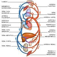 La máquina corazón/pulmón artificial en cirugía cardíaca (anestesia cardiovascular IV)