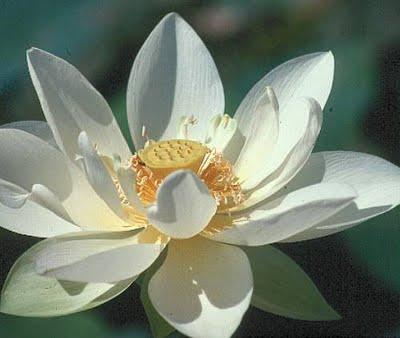 Flor de Loto Flor de Loto