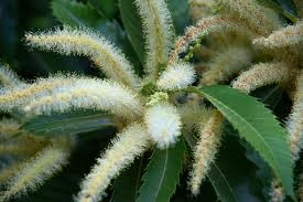 LA FLOR DEL CASTAÑO. LA FLOR DEL CASTAÑO.