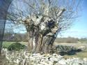 Foto de nofler: gran arbol (castaño) de palas de rei -monterroso -