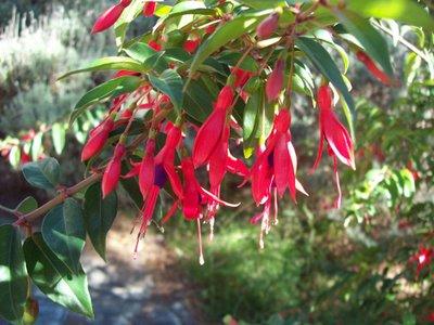 Aljaba - Fuchsia híbrida Aljaba - Fuchsia híbrida