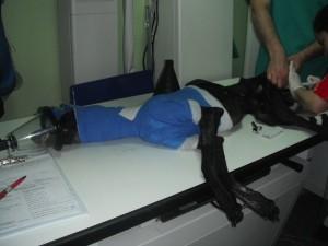 Esperanza ya ha sido operada. Esperanza ya ha sido operada.