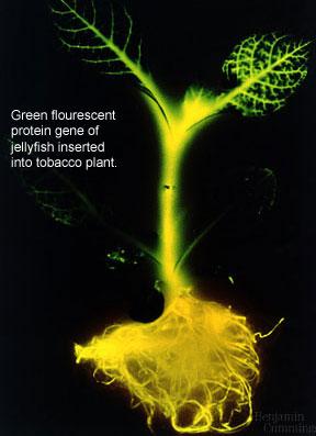 Tabaco transgénico Tabaco transgénico