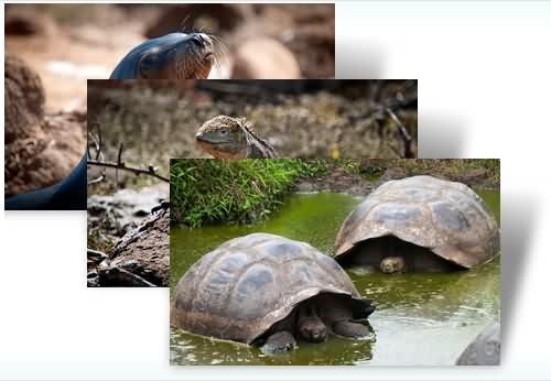 theme-galapagos-win7 Dos nuevos themepacks para Windows 7 – Difusión y Galápagos