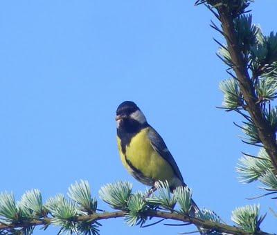 Carbonero común Carbonero común