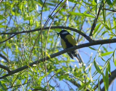 Carbonero común Carbonero común