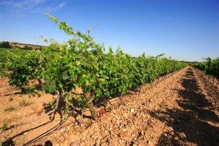El viñedo en primavera El viñedo en primavera