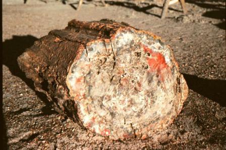 * 2004 ESTADOS UNIDOS esto-es-un-arbolel-bosque-petrificado.jpg