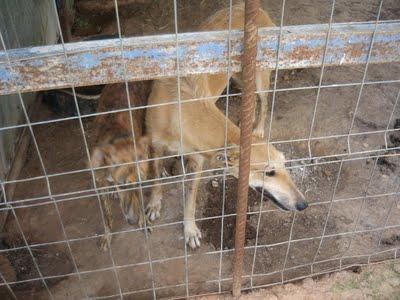 MUY URGENTE CASAS DE ACOGIDA.Galgos en mal estado. (Sevilla)