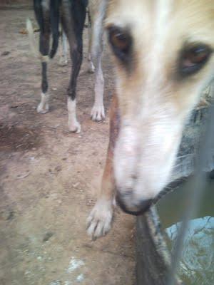 MUY URGENTE CASAS DE ACOGIDA.Galgos en mal estado. (Sevilla)