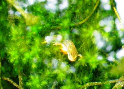 Tritón ibérico Tritón ibérico