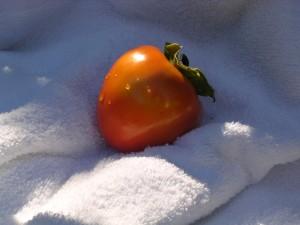 230585_5929 Persimón con Salsa de queso