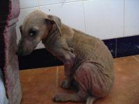 Buscamos acogida urgente Haz clic para ver en grande