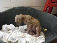 Buscamos acogida urgente Haz clic para ver en grande