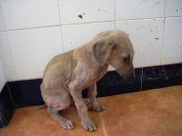Buscamos acogida urgente Haz clic para ver en grande