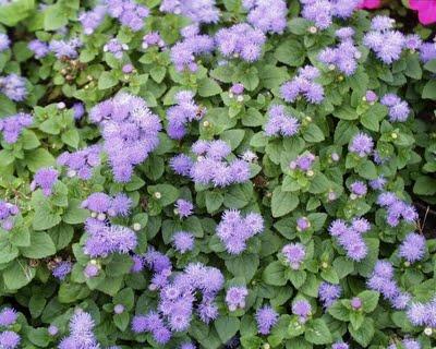 Ageratum Ageratum