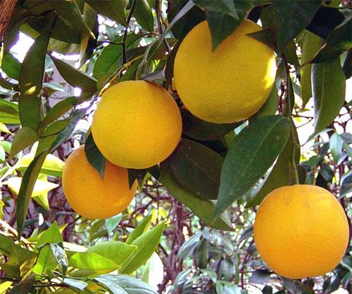 Suelo para los cítricos Suelo para los cítricos