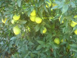 Suelo para los cítricos Suelo para los cítricos