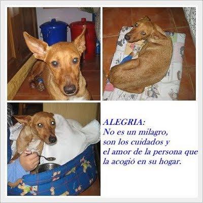 Historias de adoptados. Wanda y Alegria Historias de adoptados. Wanda y Alegria