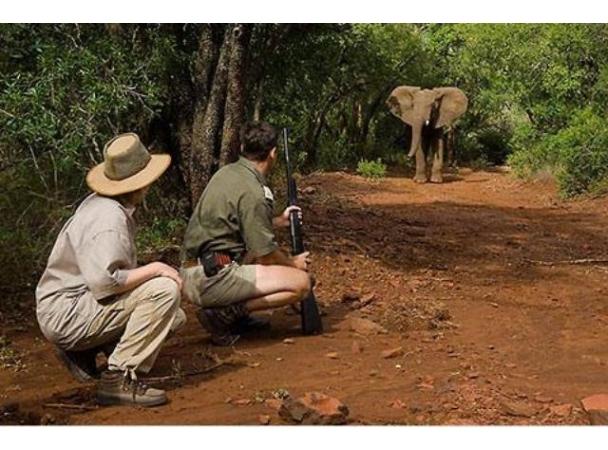 Los safaris a pie permiten acercarse a los animales, sin descuidar la seguridad
