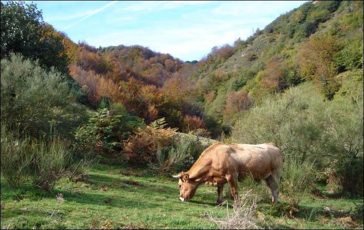 Recuerdos aldeanos, camín de Marabio.  Por Max.