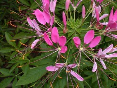 Cleome Cleome