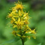 vara de oro fotos vara de oro fotos