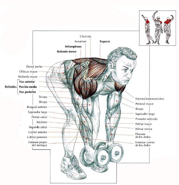 Descargar Guia De Movimientos De Musculacion Pdf Gratis Descargar Guia De Movimientos De Musculacion Pdf Gratis