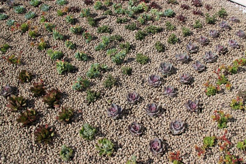 Cubierta vegetal en Vilamarxant, Valencia. Cubierta ecológica aljibe en Vilamarxant