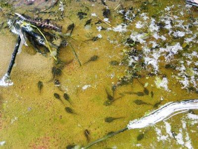 Sapillo pintojo Sapillo pintojo