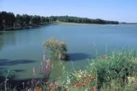 Cola del Embalse de Bornos Cola del Embalse de Bornos