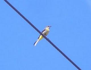 Lavandera cascadeña, y gorrión molinero (QEPD) Lavandera cascadeña, y gorrión molinero (QEPD)