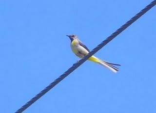 Lavandera cascadeña, y gorrión molinero (QEPD) Lavandera cascadeña, y gorrión molinero (QEPD)