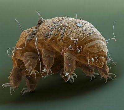 Tardígrado, el animal más resistente del mundo, rumbo al espacio Tardígrado, el animal más resistente del mundo, rumbo al espacio