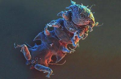 Tardígrado, el animal más resistente del mundo, rumbo al espacio Tardígrado, el animal más resistente del mundo, rumbo al espacio