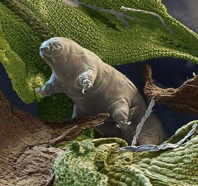Tardígrado, el animal más resistente del mundo, rumbo al espacio Tardígrado, el animal más resistente del mundo, rumbo al espacio