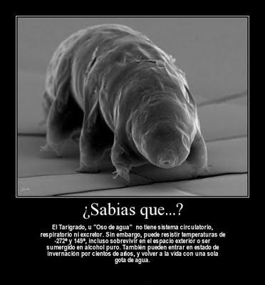 Tardígrado, el animal más resistente del mundo, rumbo al espacio Tardígrado, el animal más resistente del mundo, rumbo al espacio