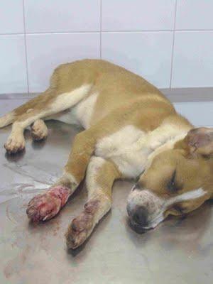 KITSU, cachorrete herido en la perrera. (Valencia). KITSU, cachorrete herido en la perrera. (Valencia).