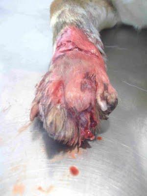 KITSU, cachorrete herido en la perrera. (Valencia). KITSU, cachorrete herido en la perrera. (Valencia).