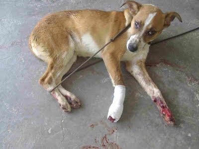 KITSU, cachorrete herido en la perrera. (Valencia). KITSU, cachorrete herido en la perrera. (Valencia).