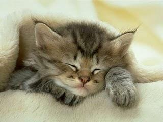 De cómo los gatos aprendieron a ronronearUna leyenda cuen... De cómo los gatos aprendieron a ronronearUna leyenda cuen...