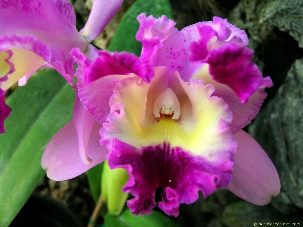Costa Rica, un paraíso real. orquidea-costa-rica-guaria-morada