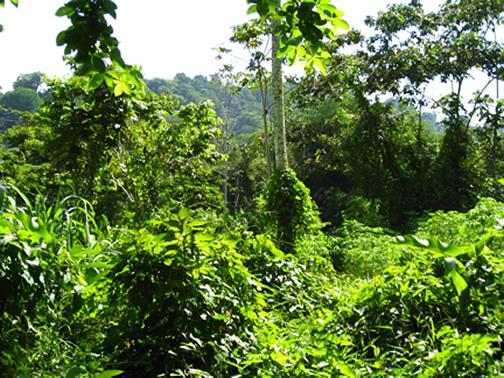 Costa Rica, un paraíso real. Parque Nacional Cahuita, Limón, Costa Rica