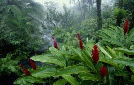 Costa Rica, un paraíso real. Costa Rica, un paraíso real.