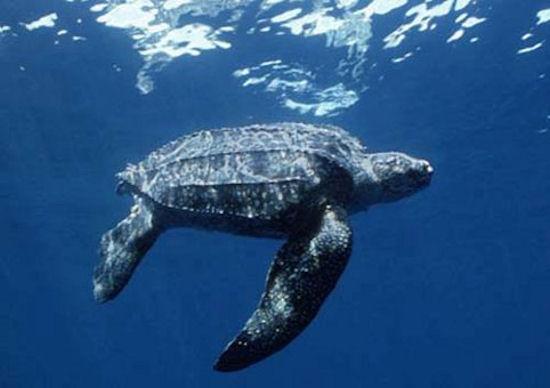 Costa Rica, un paraíso real. Costa Rica, un paraíso real.