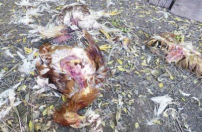 Extraña mutilación de pollos conmociona a vecinos de la ciudad de Campo Gallo Extraña mutilación de pollos conmociona a vecinos de la ciudad de Campo Gallo