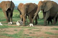 Elefantes con restos de familiares