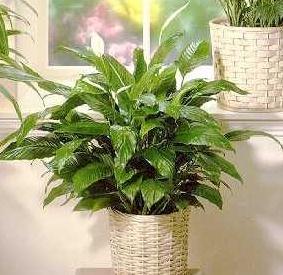 .Plantas de Interior con Flores http://www.solverde.com.ar/solverde_interior/spatifilium/spaty_3.jpg