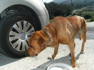 LLAMAMIENTO URGENTE DE MOURA (GALICIA) PERRO EN LA CALLE MALTRATADO Y DEGOLLADO. LLAMAMIENTO URGENTE DE MOURA (GALICIA) PERRO EN LA CALLE MALTRATADO Y DEGOLLADO.